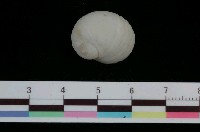 藏品(螺旋白雕螺)的圖片